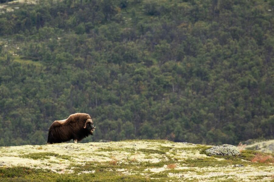 Dovrefjell National Park: Hiking Tour and Musk Ox Safari - Weather and gear: the few things that make or break comfort