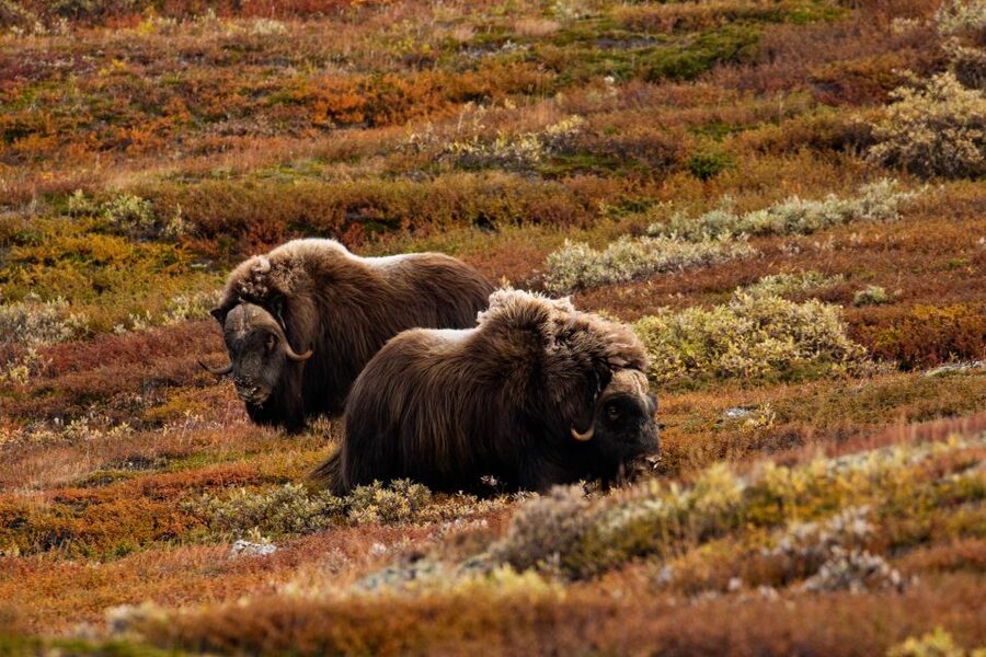 Dovrefjell National Park: Hiking Tour and Musk Ox Safari - Should you book the Dovrefjell musk ox hiking safari?