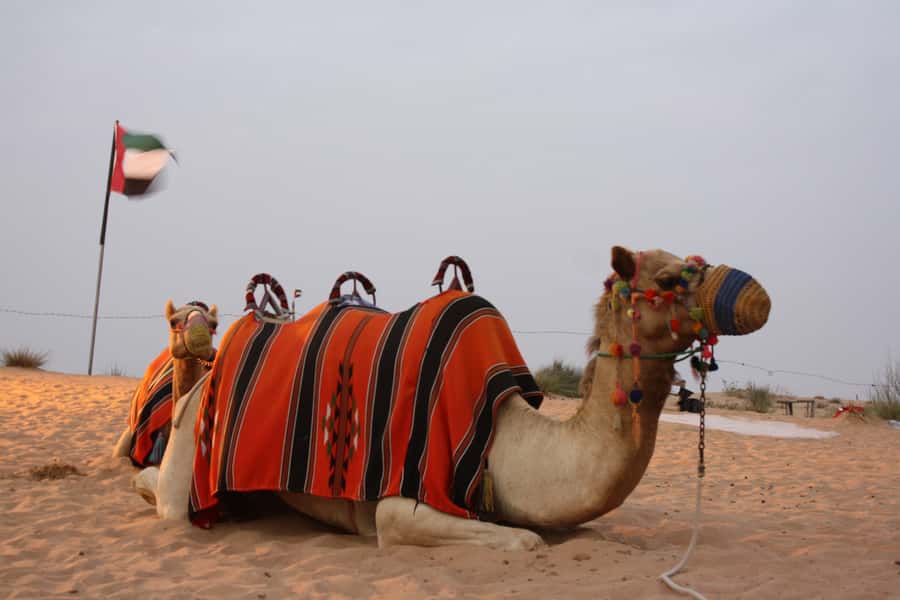 Dubai 4WD Evening Desert Safari - 4WD Land Cruiser Dune Bashing: What Makes It Worth Your Time
