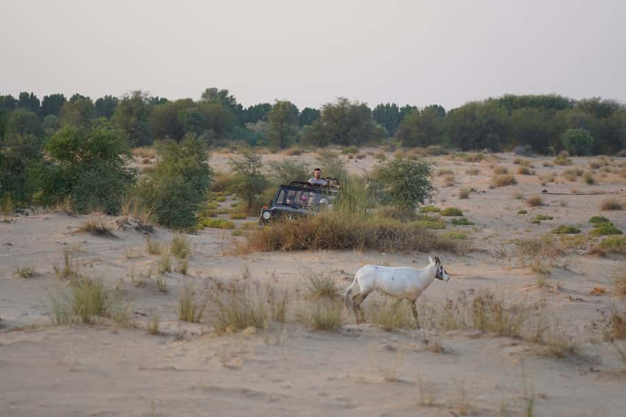 Dubai: Al Marmoom Oasis Safari, Animal Spotting & Breakfast - Price and value: is $134 a fair deal?