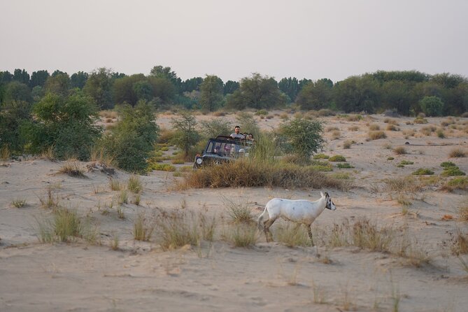 Dubai: Al Marmoom Oasis Vintage Safari: Camels, Stargazing & Meal - Falcon show, henna, and dressing up in Kandura and Abaya