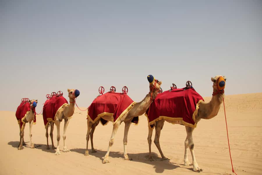 Dubai: Bedouin Camp, Dune Safari, Falcon Show & BBQ Dinner - Why This Desert Safari Feels Like More Than a Ride