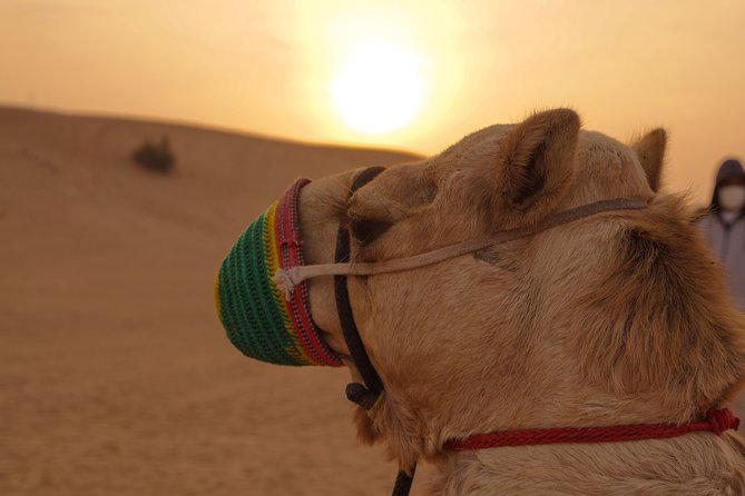 Dubai Buggy Tour in red sands and Desert Safari - The guide factor: why convoy driving matters more than you think
