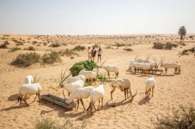 Dubai: Conservation Drive & Platinum Breakfast - Getting There Early: Sunrise Pickup, Gifts, and What You’ll Need