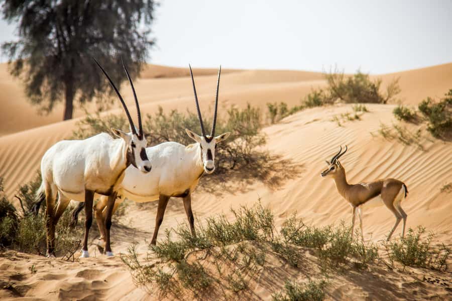 Dubai: Conservation Drive & Platinum Breakfast - Price and Value: Why $189 Can Be Fair Here