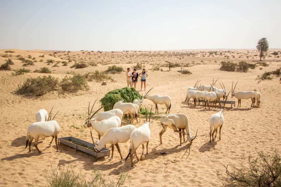Dubai: Conservation Drive & Platinum Breakfast - Getting There Early: Sunrise Pickup, Gifts, and What You’ll Need
