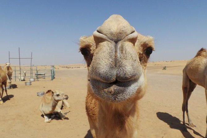 Dubai Desert Afternoon Quad Safari with Camel Ride, BBQ Dinner and Belly Dancing - Price and Value: Is $120 a Fair Deal for This Combo?