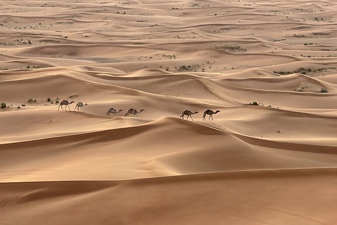 Dubai Desert Safari, Camel, Live BBQ & Shows (Private 4x4 Car) - Key things to know before you go