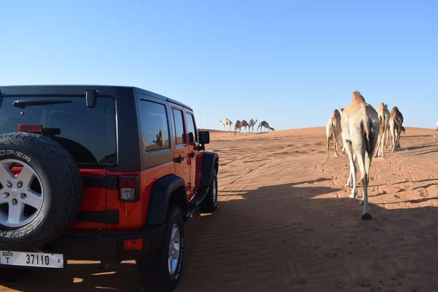Dubai: Desert Safari, Quad Bike, Camel Ride and Sandboarding - Sunset Timing: Why the Light Matters More Than You Think