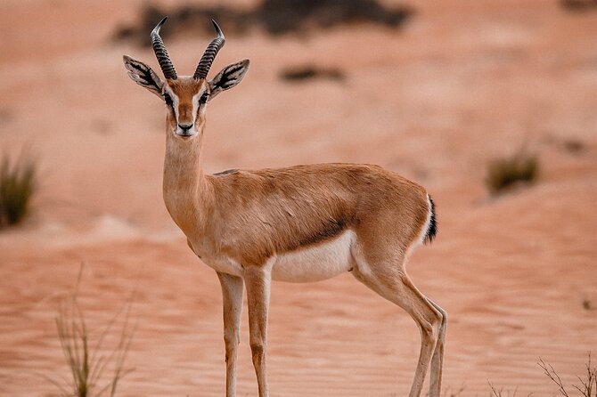 Dubai Desert Safari Thrill: Camel Ride, Live shows, BBQ & Spirits - Camp welcome: coffee, dates, henna, and the slower magic