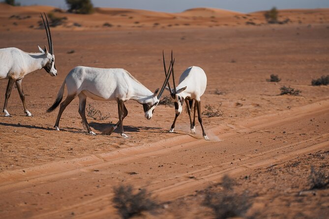 Dubai Desert Safari Thrill: Camel Ride, Live shows, BBQ & Spirits - Price and value: what $147.68 buys you in real terms