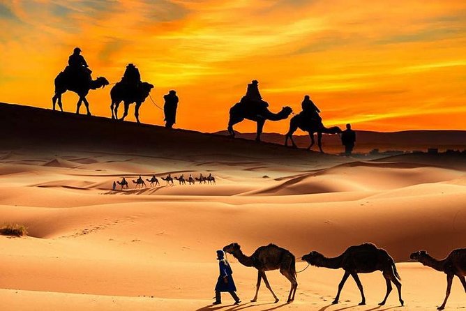Dubai Desert Safari with BBQ, 3 Shows & Camel Ride at Majlis Camp - Oasis and Camel Farm Stops: Why These Short Detours Matter