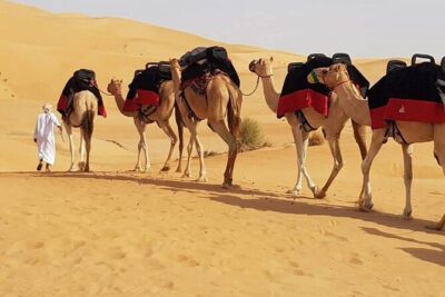Dubai Desert Safari with Dune Bashing, Camel Ride, & BBQ Dinner - Dune bashing in a 4x4: thrill, timing, and the safety reality