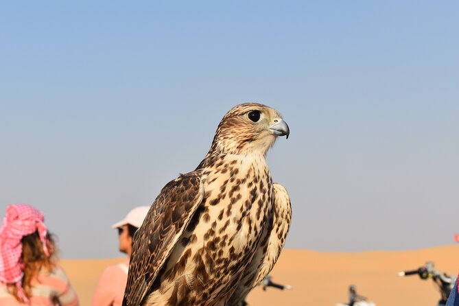 Dubai: Evening Desert Safari, Camel Ride, Shows & BBQ Dinner - Photos are built in