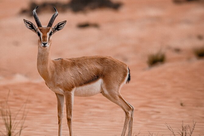 Dubai Evening Desert Safari: Sandboarding, BBQ, Camel Ride & more - The BBQ Dinner: A 3-Course Buffet Under the Stars