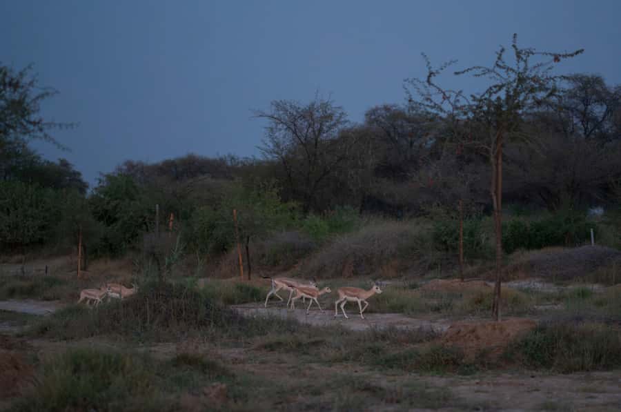 Dubai: Evening Desert Safari with Camel Ride & Stargazing - Stories & Stars: Telescope Views and Bedouin Sky Navigation