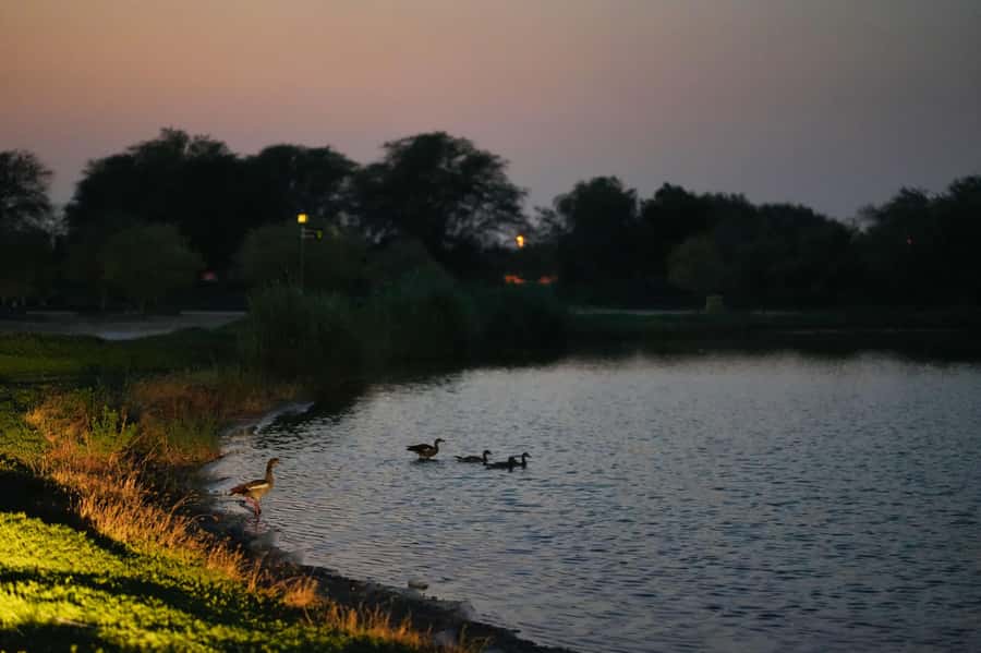 Dubai: Evening Desert Safari with Camel Ride & Stargazing - Dinner Upgrade and Extra Camp Moments at Night