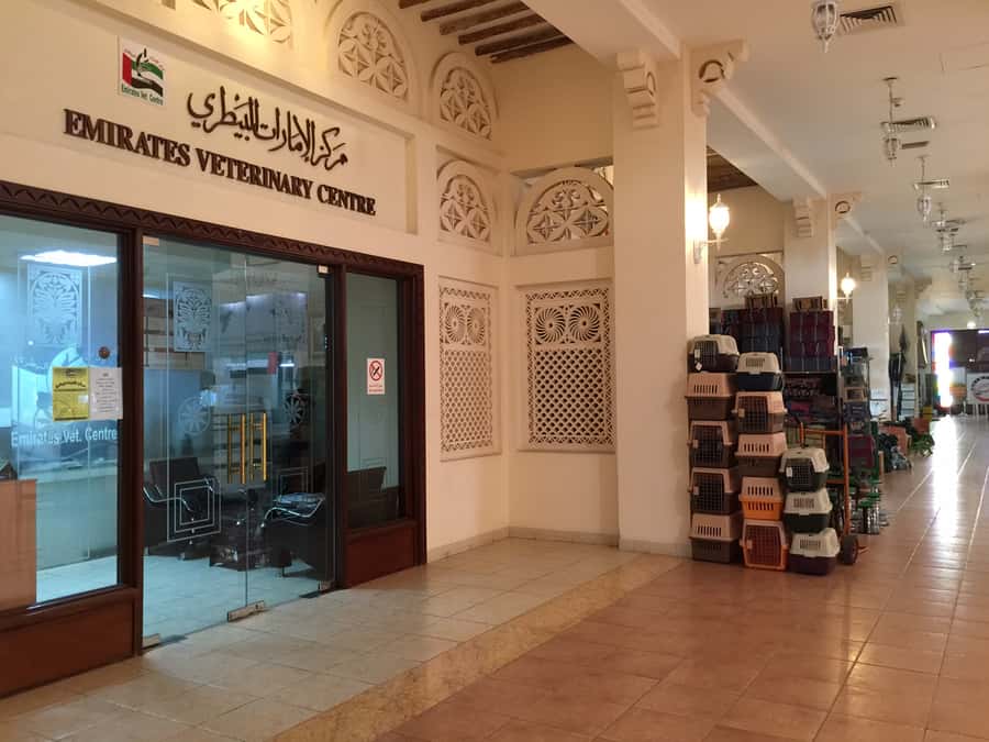 Dubai Falconry Safari - The 90-minute Falconry Experience: eagles, hawks, owls, and your gloved fist