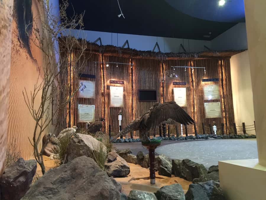 Dubai Falconry Safari - Price and value: what $183 gets you for 5 hours