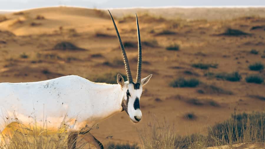 Dubai: Heritage Desert Safari wtih Overnight and Breakfast - Gourmet Breakfast: The Caviar and Smoked Salmon Morning