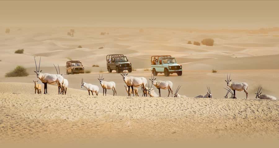 Dubai: Heritage Safari, Camel Ride & Al Marmoom Oasis Dinner - Camel caravan time: short rides, big memories (and real rules)
