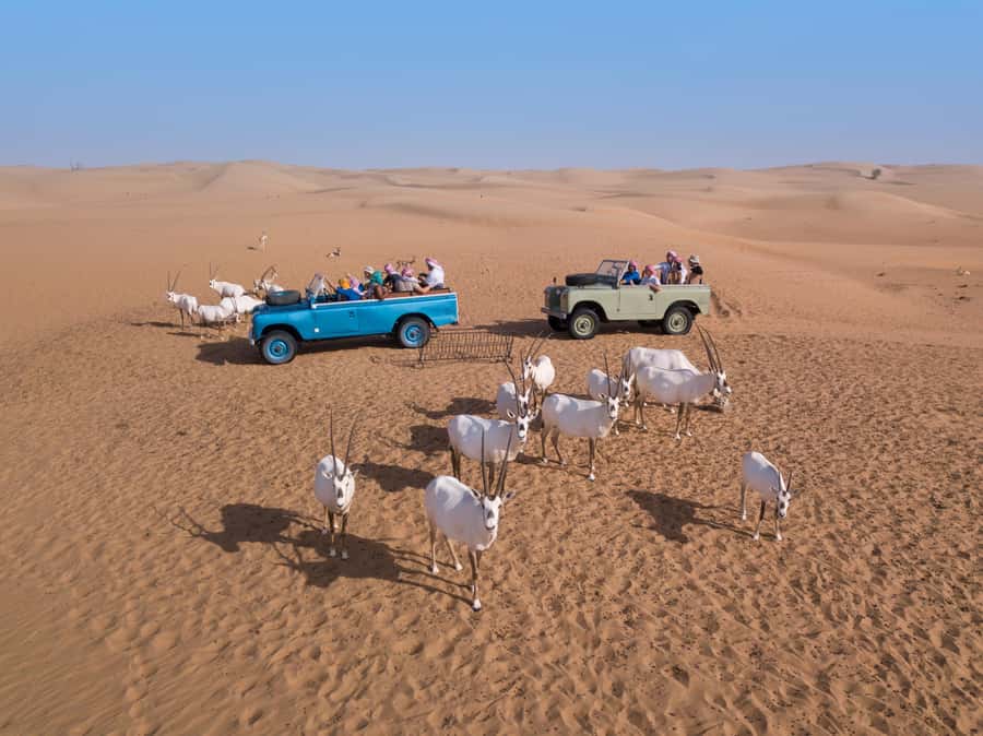 Dubai: Heritage Safari in Vintage Land Rover with Dinner - The Bedouin Camp Feel: More Than Dinner