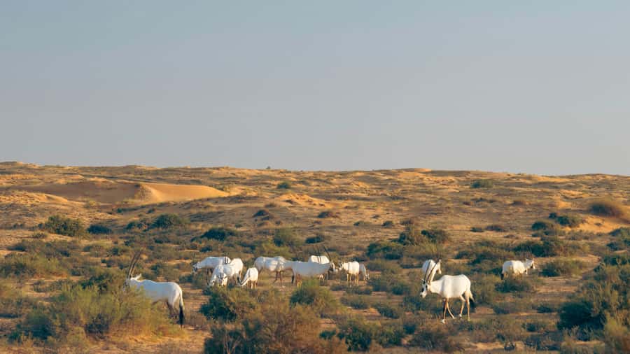 Dubai: Luxury Safari with Michelin-Curated 5-Course Dinner - Key Points You’ll Care About
