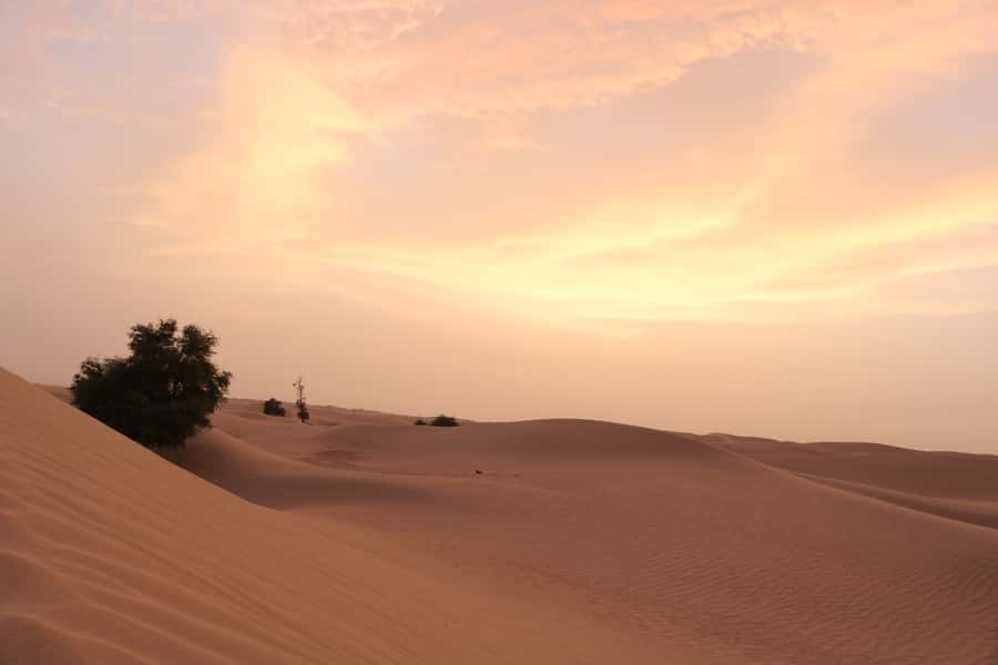 Dubai: Morning Desert Safari with Camel Ride & Sandboarding - Price and value: what $50 gives you in a Dubai morning break