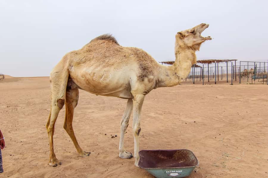 Dubai: Morning Desert Safari with Camel Ride & Sandboarding - Camel ride at the campsite: what to expect from a 5-minute stop