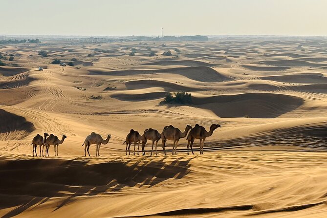 Dubai Morning Evening Desert Safari,Sand boarding and Camel ride - Price and Value Check: Is This a Smart Buy?