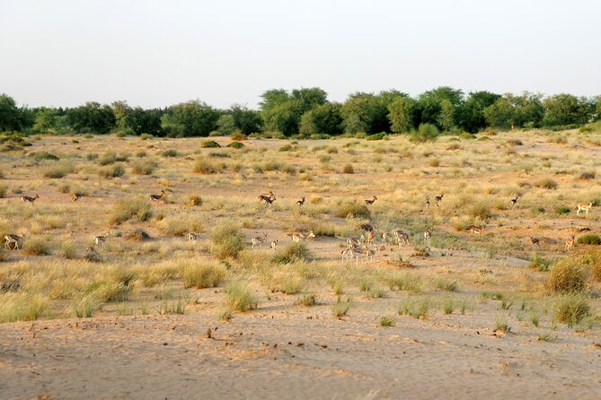Dubai: Morning Safari by Vintage G Class & Al Marmoom Experience - Stop 3: Bedouin Village Arrival, Welcome Drinks, and Camel Caravan