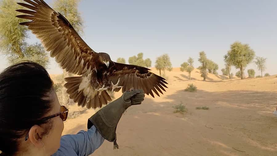 Dubai: Private Falconry Safari - Emirati Falcon Hunting Camp Welcome: Arabic Coffee and Real Training Energy