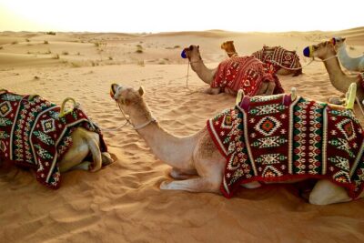 Dubai Red dune Desert Safari With Dune Bashing, Camel Ride & BBQ - Camel Ride and Sandboarding: The Best Combo When You Want Variety