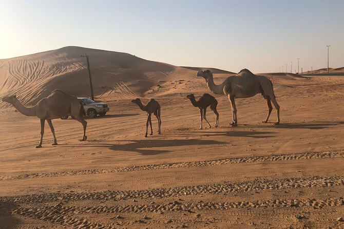 Dubai Red Dunes Desert Safari : Sandboarding, BBQ & Live Shows - The Red Dunes Part: Dune Bashing, Camel Ride, and Sandboarding