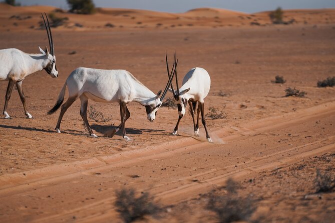 Dubai Red Dunes Safari: Dune Bashing, Camel Ride & Breakfast - The 4WD dune bashing: thrilling, controlled, and safety-first