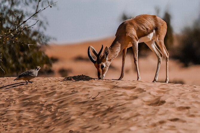 Dubai Red Dunes Safari: Dune Bashing, Camel Ride & Breakfast - Price and value: what $93 actually buys you