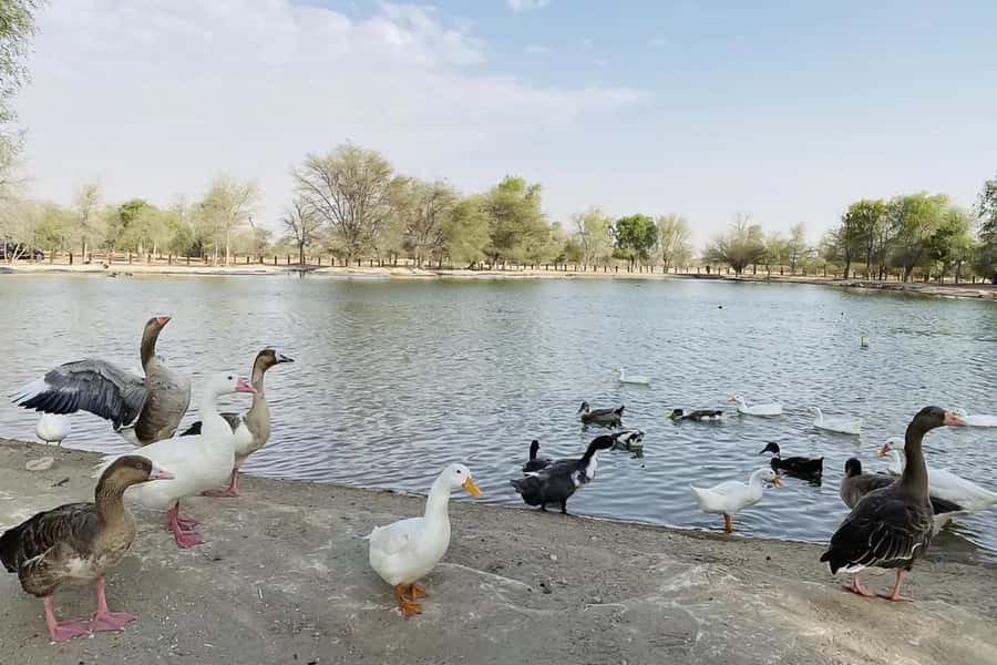 Dubai: Sunrise Desert Jeep Safari with Wildlife Experience - Al Qudra Lakes at First Light: The Scenic Reset