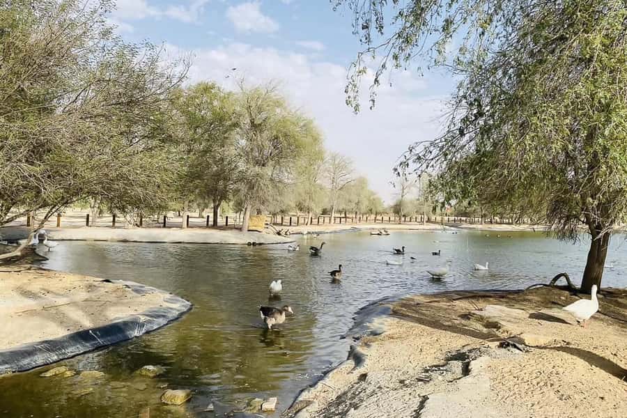 Dubai: Sunrise Desert Jeep Safari with Wildlife Experience - Timing and Weather: Why This Tour Works Best at the Right Season