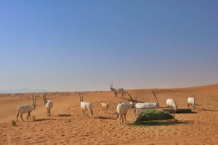 Dubai: Sunrise Desert Jeep Safari with Wildlife Experience - Price and Value: What $51 Actually Covers
