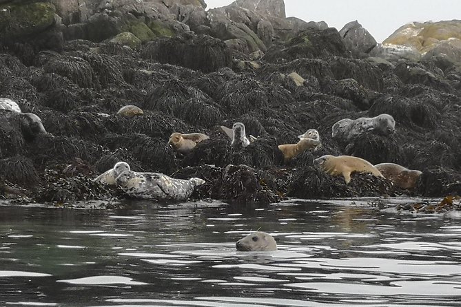 Dublin Bay Seal Kayaking Safari at Dalkey - Who Should Book This Safari (And Who Might Reconsider)