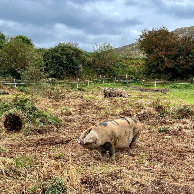 Dublin: Howth Safari Hiking Tour - Who this Howth safari hike is best for