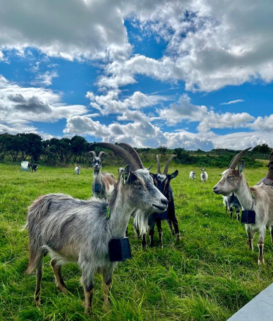 Dublin: Howth Safari Hiking Tour - Should you book the Dublin: Howth Safari Hiking Tour?