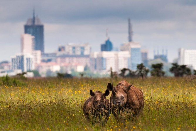 Early Morning Half Day Mini Safari To Nairobi National Park - The 6:00 am start that actually works for limited time