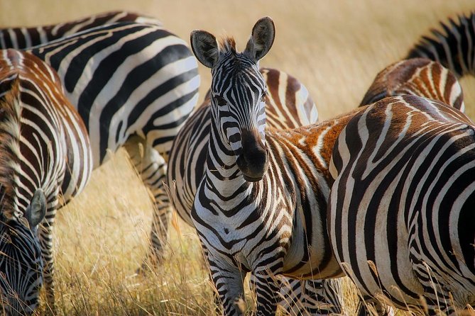 Early Morning Half Day Mini Safari To Nairobi National Park - Inside the half-day game drive: how the morning unfolds