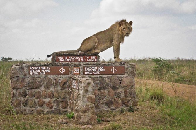 Early Morning Half Day Mini Safari To Nairobi National Park - Back to Nairobi: a midday return that keeps your itinerary flexible