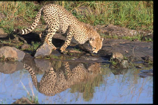 Early Morning Half Day Mini Safari To Nairobi National Park - The private guide experience: why it changes what you notice