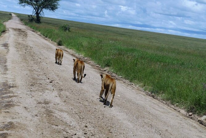 Early Morning Half Day Mini Safari To Nairobi National Park - Who this mini safari is best for
