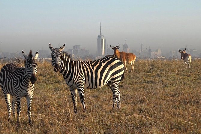Early Morning Half Day Mini Safari To Nairobi National Park - Your safari vehicle: pop-up roof viewing beats “big-window sightseeing”