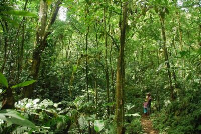 Ebano Waterfalls and Rainforest Safari Tour - The Hacienda Ebano trail: 1.6 km, five streams, and bridge-and-bend rainforest walking