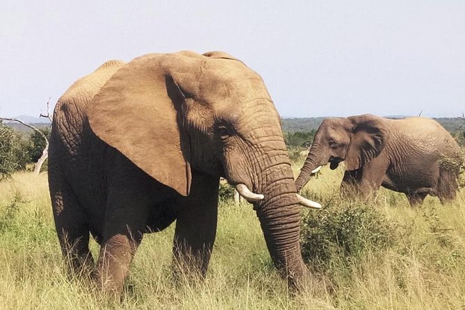 Economic 1-Day Kruger Safari from Maputo - Quick takeaways